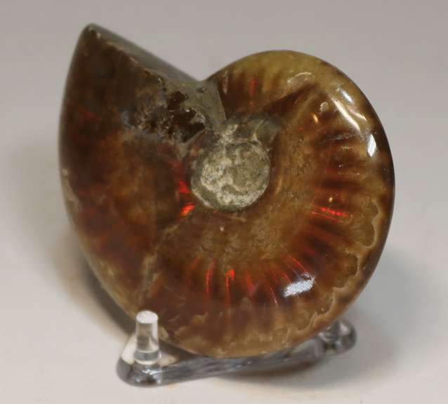 Flashing! 320ct iridescent Ammonite fossil