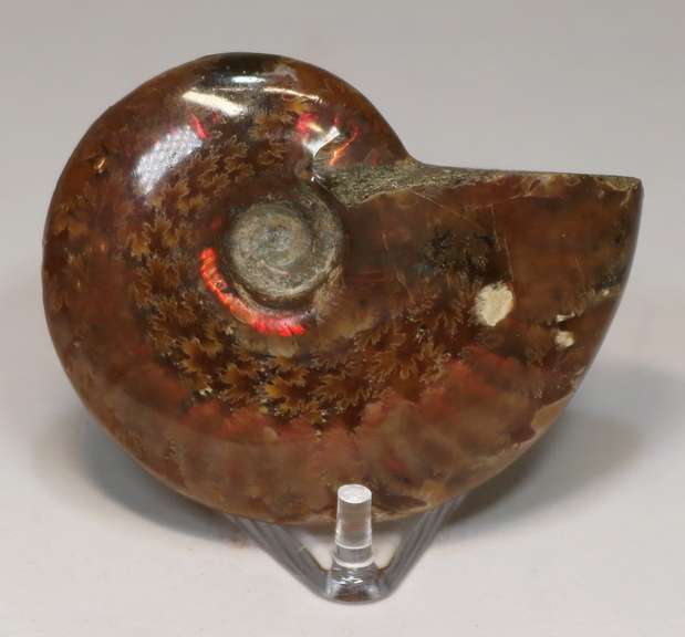 Simply gorgeous 245ct Cretacious era Ammonite fossil