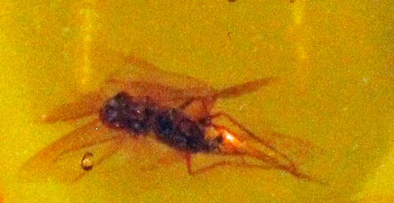 Big Headed Fly Enclased in Natural Amber