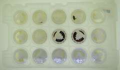 2018 30g Ag .999 Cines Panda Coin lot of 15 Coins