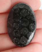 Gorgeous 31.03ct Moroccan Coral Fossil