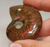 Simply gorgeous 245ct Cretacious era Ammonite fossil