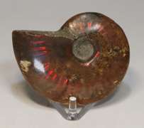 Simply gorgeous 245ct Cretacious era Ammonite fossil