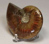 Flashing! 320ct iridescent Ammonite fossil