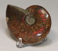 Simply gorgeous 245ct Cretacious era Ammonite fossil