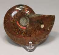 Simply gorgeous 245ct Cretacious era Ammonite fossil