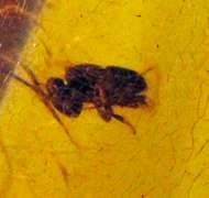 Natural Amber with Encased Bee