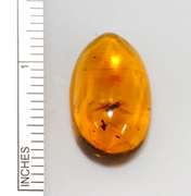 Big Headed Fly Enclased in Natural Amber