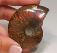 Simply gorgeous 245ct Cretacious era Ammonite fossil