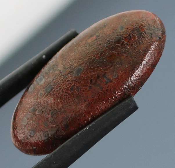 Great 10.69ct cabochon cut from dinosaur bone