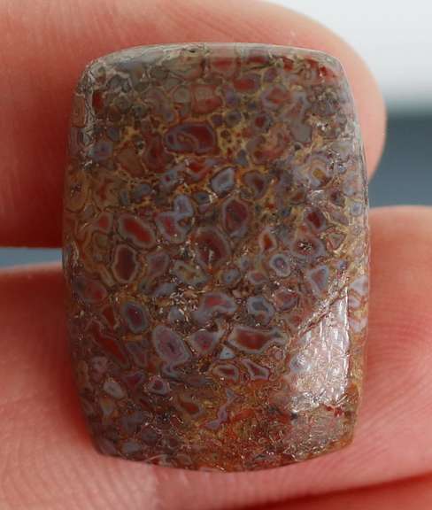 Excellent 22.95ct cabochon cut from dinosaur bone