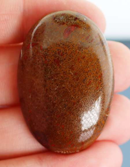 Huge 83.56ct cabochon cut from dinosaur bone