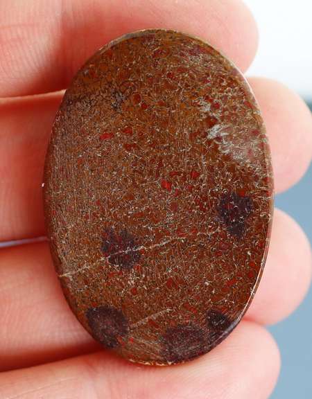 Huge 83.56ct cabochon cut from dinosaur bone