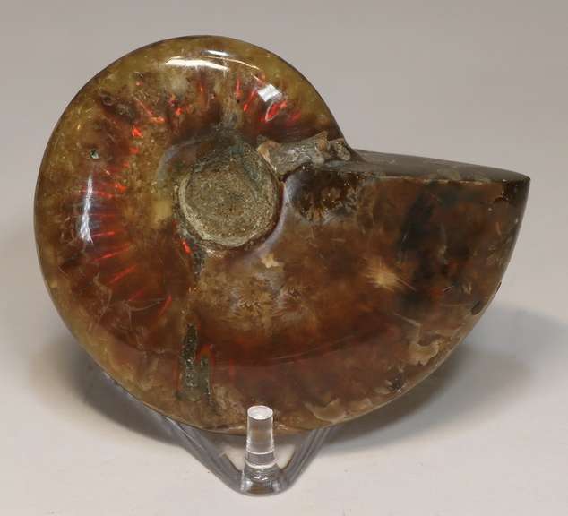 Flashing! 320ct iridescent Ammonite fossil
