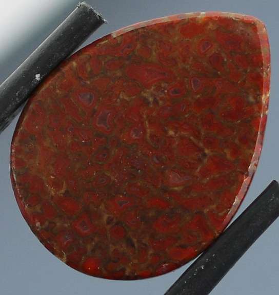 Stunning 10.19ct cabochon cut from dinosaur bone