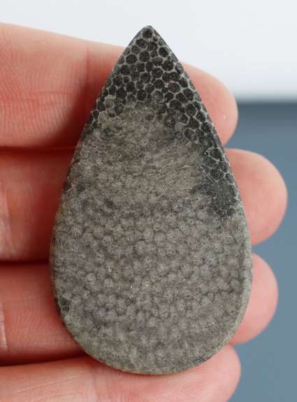 Big 67.39ct cabochon cut from dinosaur bone