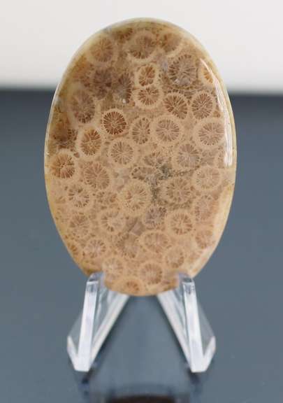 Huge! 92.87ct Indonesian Coral fossil cabochon
