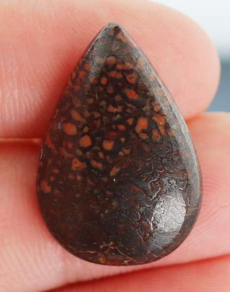 Exciting 16.29ct cabochon cut from dinosaur bone