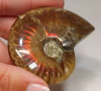 Flashing! 320ct iridescent Ammonite fossil