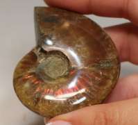Flashing! 320ct iridescent Ammonite fossil