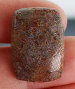 Excellent 22.95ct cabochon cut from dinosaur bone