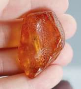 Exciting 26.41ct Baltic Amber with insects