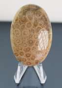 Huge! 92.87ct Indonesian Coral fossil cabochon