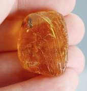 Sublime 17.88ct Baltic Amber with insects