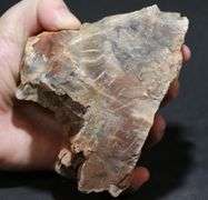 Very interesting 5,040ct real untreated Petrified Wood!