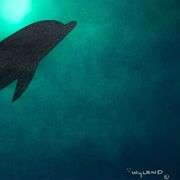 Untitled by Wyland Original