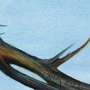 Blue Jay Blue by Katon Original