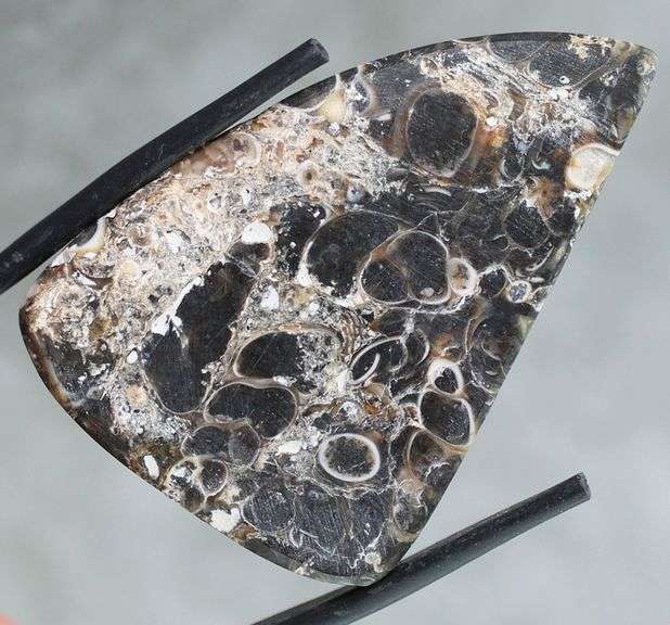 Holy cow! Real Agatized Fossil! -57.10ct