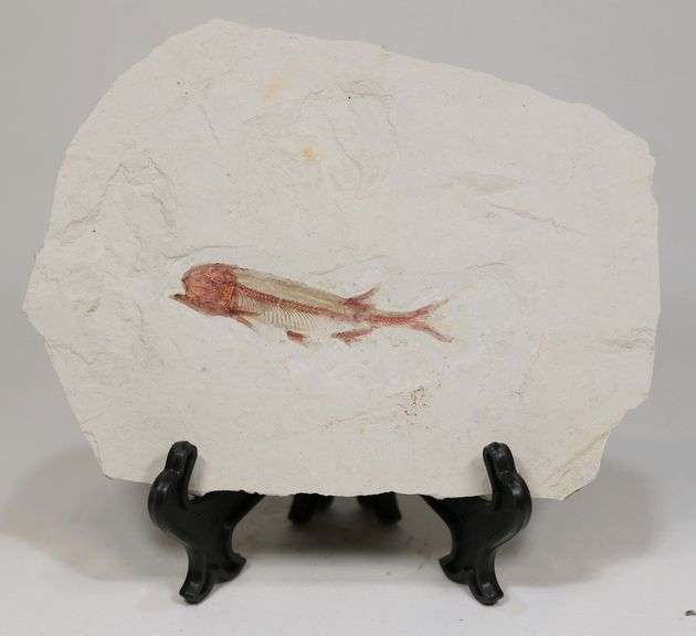 Very detailed 620ct Lycoptera fossil