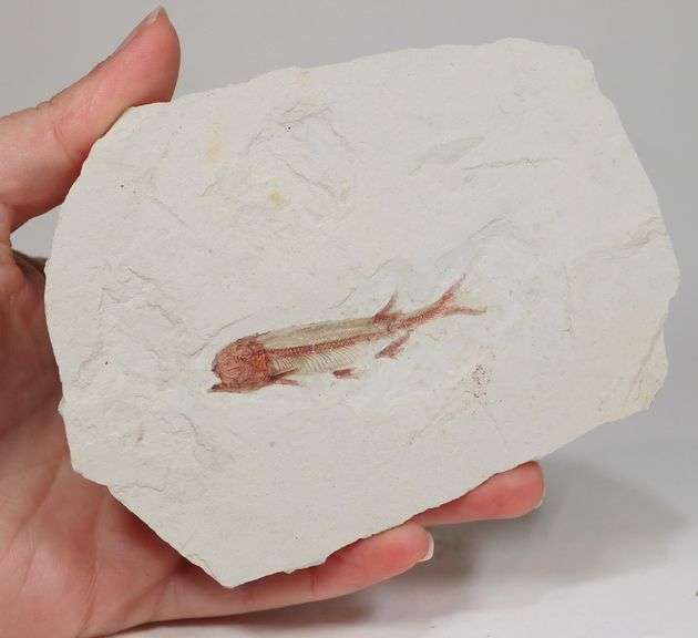 Very detailed 620ct Lycoptera fossil