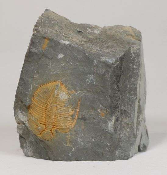 Substantial 880ct Trilobite Fossil