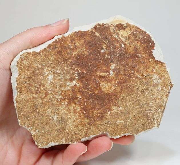 Very detailed 620ct Lycoptera fossil