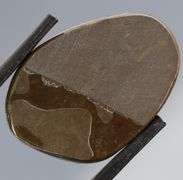 Look at this 21.36ct dragonfly wing patterned Ammolite!