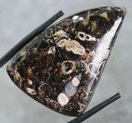 Holy cow! Real Agatized Fossil! -57.10ct