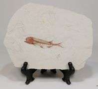 Very detailed 620ct Lycoptera fossil