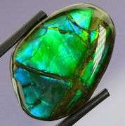 Look at this 21.36ct dragonfly wing patterned Ammolite!