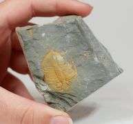 Substantial 880ct Trilobite Fossil