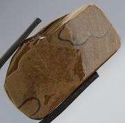 Outstanding 48.16ct fire red Ammolite Opal