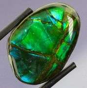 Look at this 21.36ct dragonfly wing patterned Ammolite!