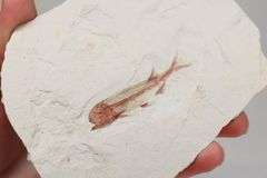 Very detailed 620ct Lycoptera fossil