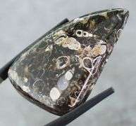 Holy cow! Real Agatized Fossil! -57.10ct