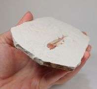 Very detailed 620ct Lycoptera fossil