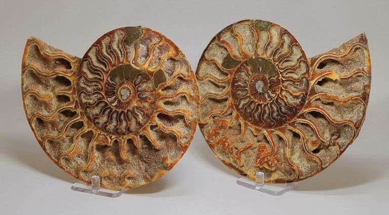 Phenomenal 5,700ct split Ammonite fossil druzy