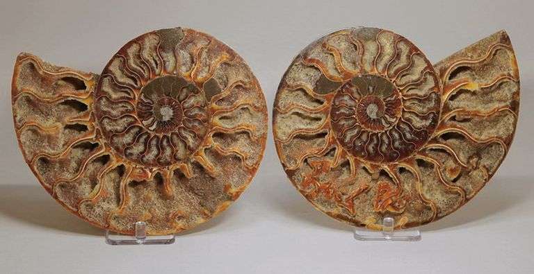Phenomenal 5,700ct split Ammonite fossil druzy
