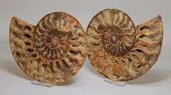 Phenomenal 5,700ct split Ammonite fossil druzy