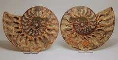 Phenomenal 5,700ct split Ammonite fossil druzy